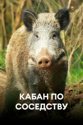 Кабан по соседству