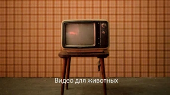 Видео для животных