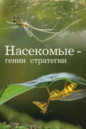 Насекомые — гении стратегии