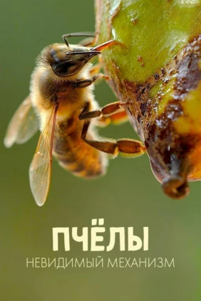 Пчелы. Невидимый механизм