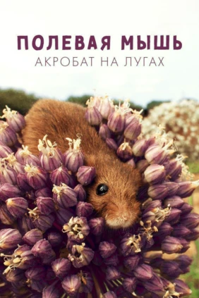 Полевая мышь: акробат на лугах