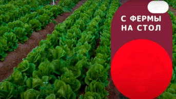 С фермы на стол