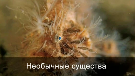 Необычные существа
