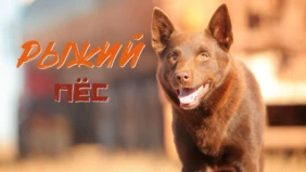 Трейлер 1