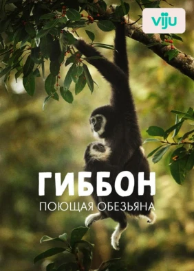 Гиббон — поющая обезьяна