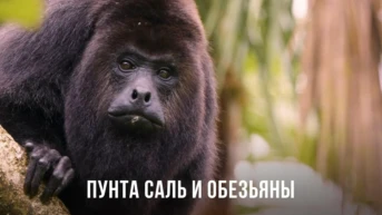 Пунта Саль и обезьяны в Гондурасе