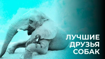 Лучшие друзья