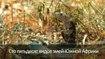 Сто пятьдесят видов змей Южной Африки