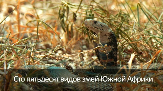 Сто пятьдесят видов змей Южной Африки
