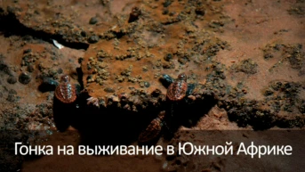 Гонка на выживание в Южной Африке