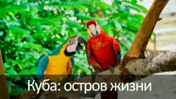 Куба: остров жизни