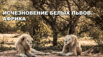 Исчезновение белых львов в Африке