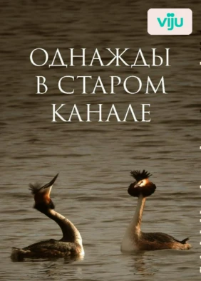 Однажды в старом канале
