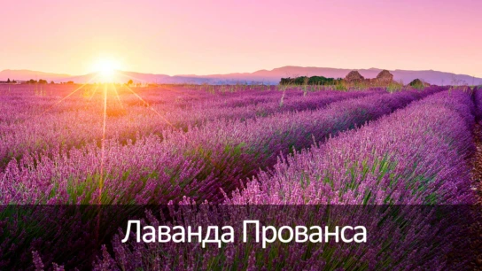 Лаванда Прованса