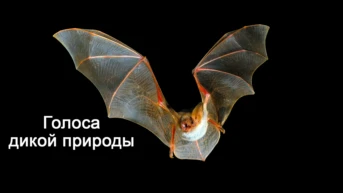 Голоса дикой природы