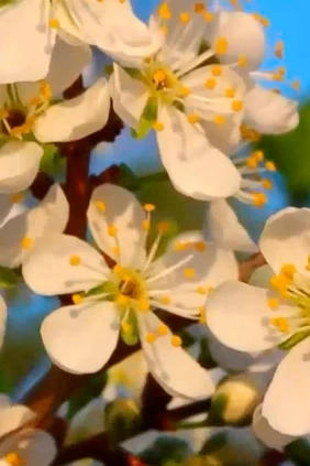 Вишня