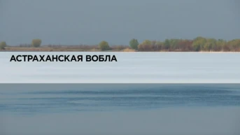 Астраханская вобла