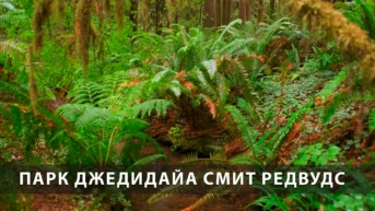 Парк Джедидайа Смит Редвудс