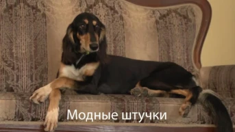 Модные штучки