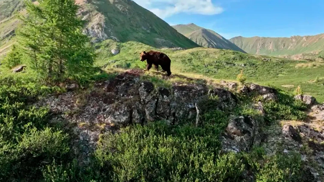 Передача Монголия