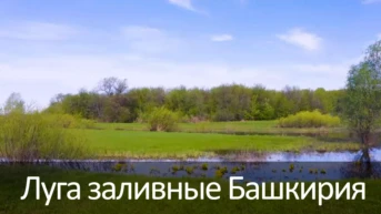 Луга заливные Башкирия