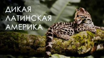 Дикая Латинская Америка