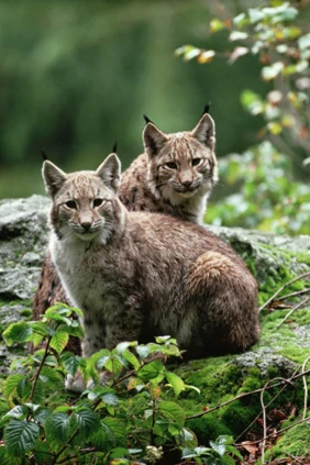 Дикие маленькие кошки