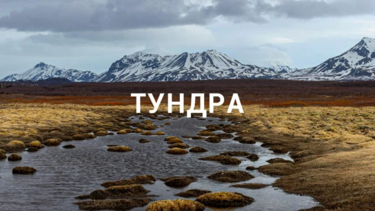 Тундра