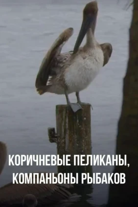 Коричневые пеликаны, компаньоны рыбаков