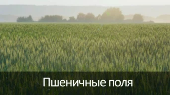 Пшеничные поля