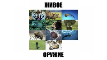 1-я серия