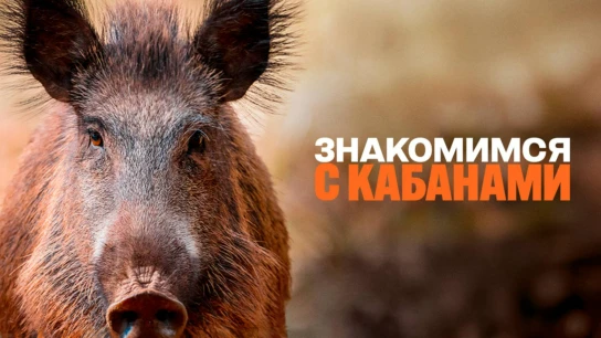 Знакомимся с кабанами