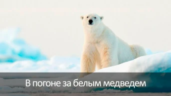 В погоне за белым медведем