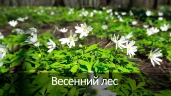 Весенний лес