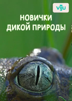 Новички дикой природы