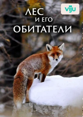 Лес и его обитатели