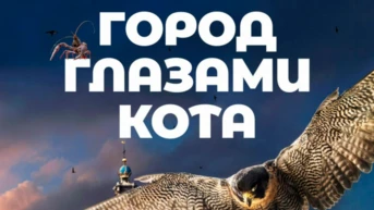 Город глазами кота