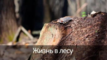 Жизнь в лесу