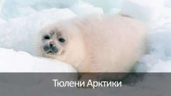 Тюлени Арктики