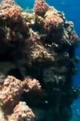 Обитатели Красного моря