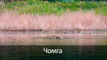 Чомга