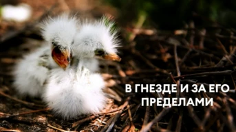 В гнезде и за его пределами