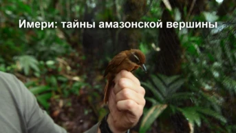 Имери: тайны амазонской вершины
