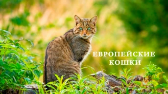 Европейские кошки