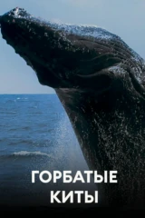 Горбатые киты