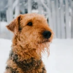 Шиллер