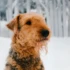 Шиллер