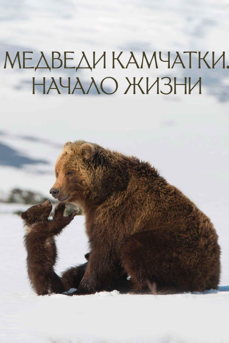 Медведи Камчатки. Начало жизни — обложка