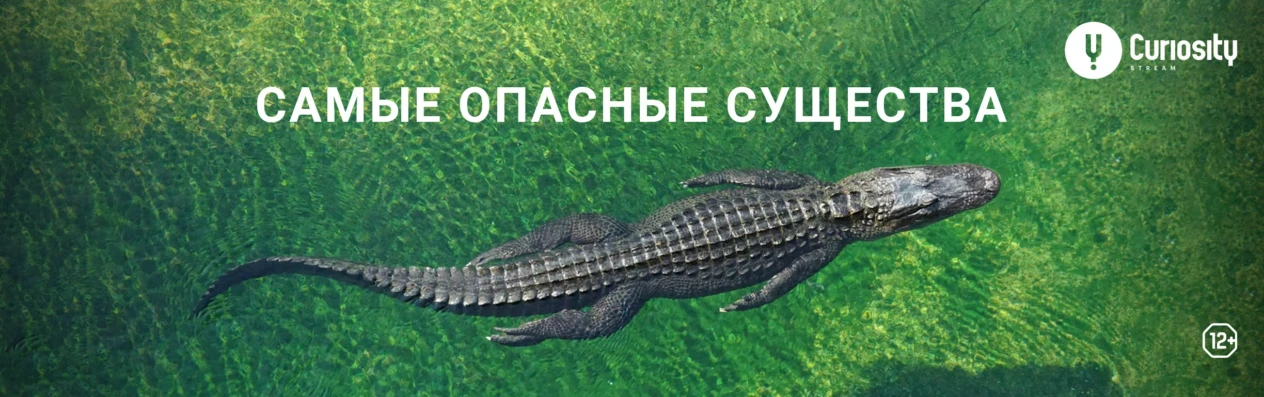 Баннер для v3.0. Передачи. Самые опасные существа