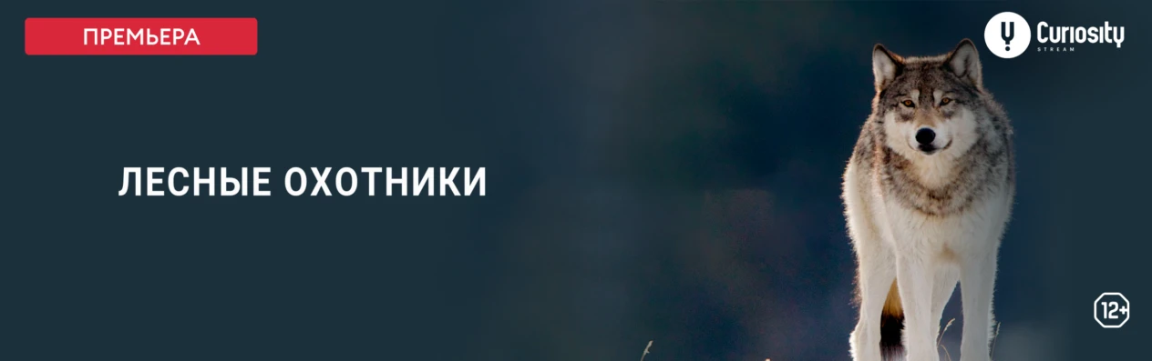 Баннер для v3.0. Передачи. Лесные охотники